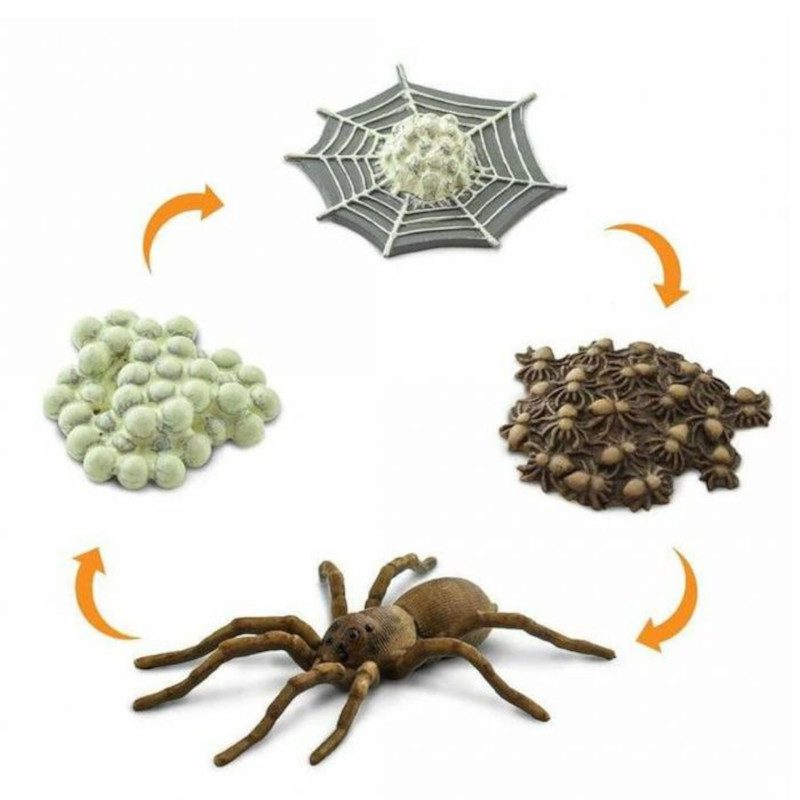 Ο Κύκλος Ζωής της Αράχνης